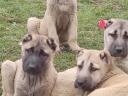 Kangal fajtatiszta jellegű kiskutyák