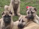 Kangal fajtatiszta jellegű kiskutyák