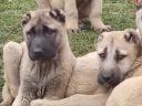 Kangal fajtatiszta jellegű kiskutyák