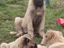 Kangal fajtatiszta jellegű kiskutyák