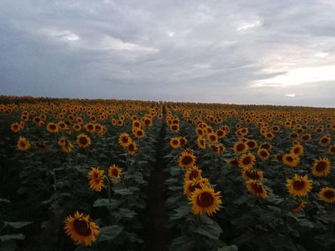Szántóföldet bérelnék Szántóföldet bérelnék