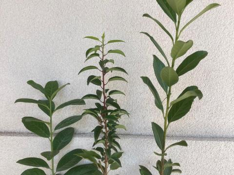 Babérmeggy Novita, Caucasica, Etna, Genolia, Lusitanica Babérmeggy Novita, Caucasica, Etna, Genolia, Lusitanica