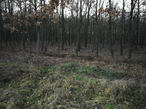 Doba 30 ha erdőeladó Doba 30 ha erdőeladó