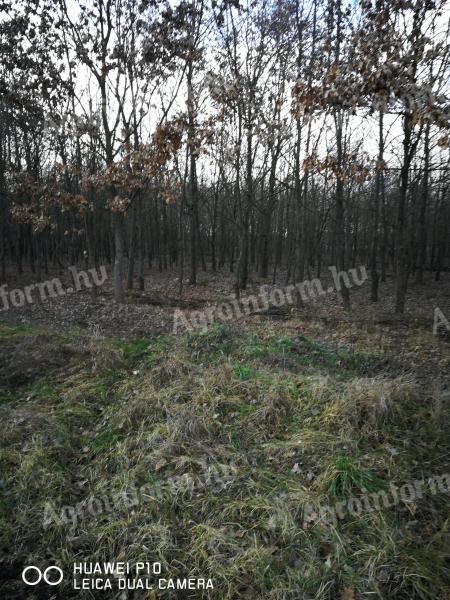 Doba 30 ha erdőeladó