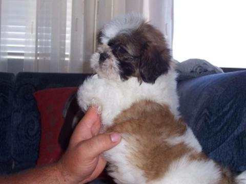 Shih-Tzu kan kiskutya Shih-Tzu kan kiskutya