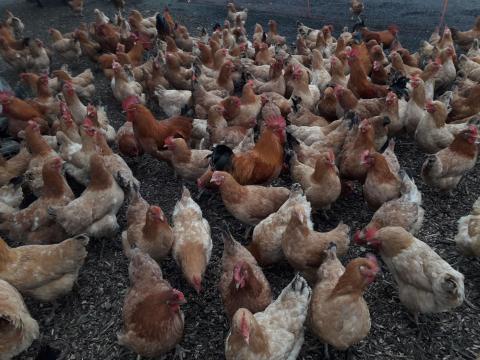 Sárga magyar tenyésztojás és naposcsibe eladó