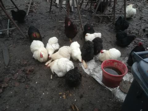 Rhode Island és törpe cochin tojás tenyésztőtől Rhode Island és törpe cochin tojás tenyésztőtől