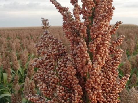 Családi gazdaság földet bérelne Martfűn Családi gazdaság földet bérelne Martfűn
