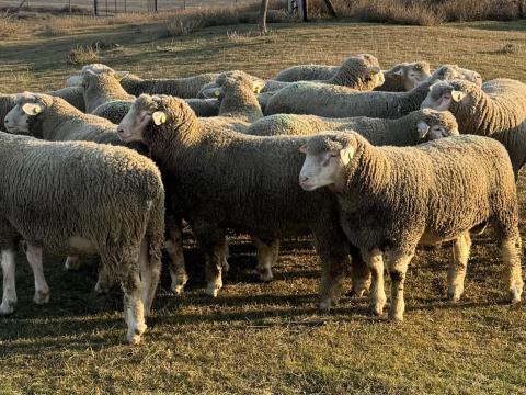 Ile De France éves, minősített kosok Ile De France éves, minősített kosok