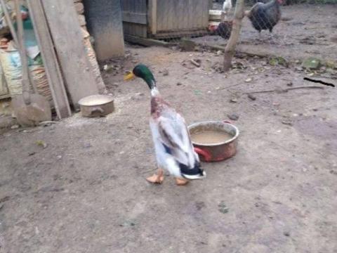 Futó kacsa gácsér eladó,  vagy cserélhető