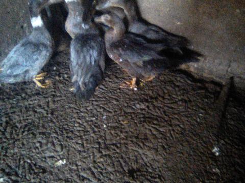 Néma kacsa tojók eladók Néma kacsa tojók eladók