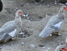 Néma kacsák eladók