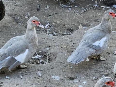 Néma kacsák eladók