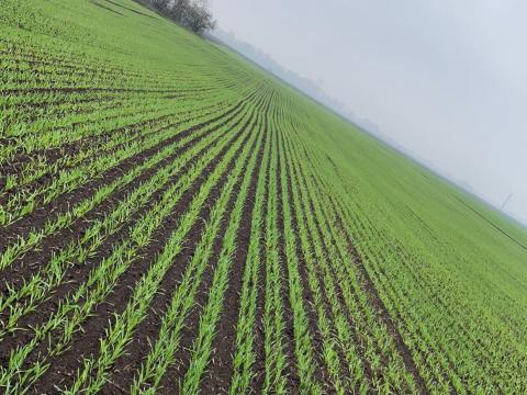 Szántóföldet kaszálót bérelnék Szántóföldet kaszálót bérelnék