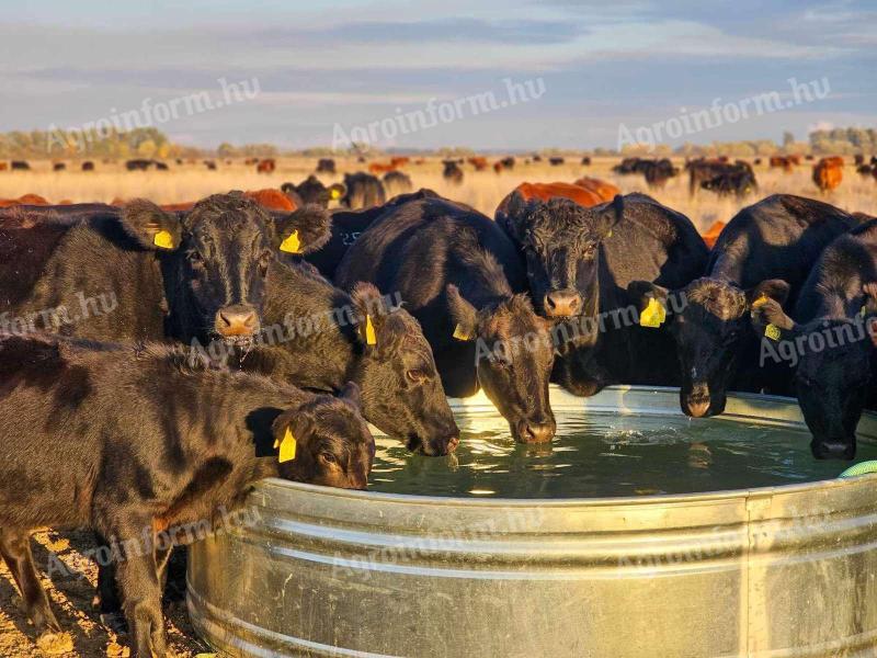Akciós fém köritató vásárlás ajándékokkal – 