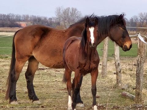 Lótrágya érett és friss nagy mennyiségű ingyen vihető Lótrágya érett és friss nagy mennyiségű ingyen vihető
