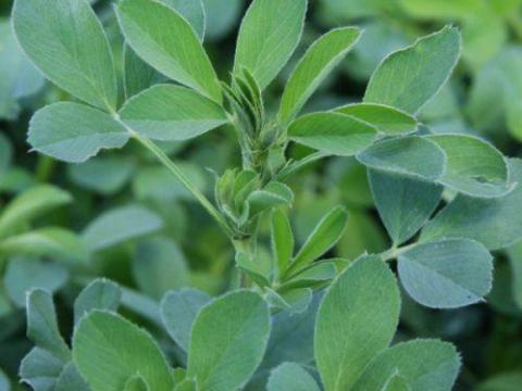 Lucerna szenázs csomagot bála 120 Lucerna szenázs csomagot bála 120