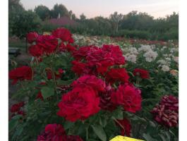 Magastörzsű és bokorrózsa eladó