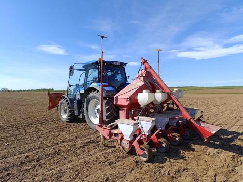 Kukorica és napraforgó vetés bérmunkában