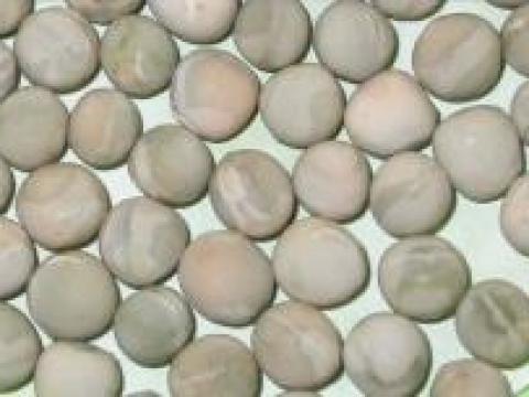 Irina tavaszi borsó vetőmag Irina tavaszi borsó vetőmag