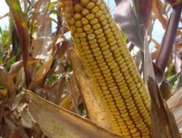 Kukorica vetőmag a Gabonakutatótól | szuperkorai GKT 211 | szemes és siló hibridek