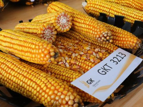 Kukorica vetőmag a Gabonakutatótól | GKT3213 | szuperkorai | FAO 240 | szemes kukorica Kukorica vetőmag a Gabonakutatótól | GKT3213 | szuperkorai | FAO 240 | szemes kukorica