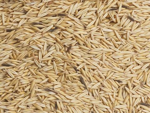 Tisztított Tavaszi Zab Eladó Debrecenben