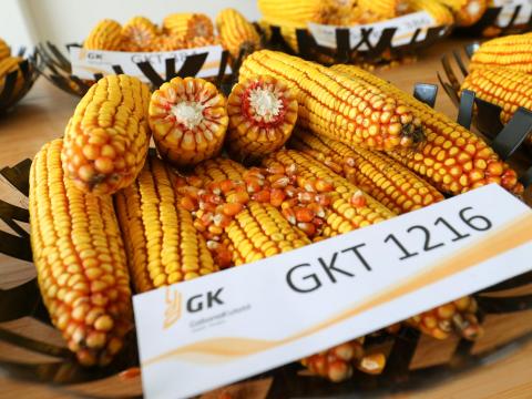 Kukorica vetőmag a Gabonakutatótól – GKT1216, szuperkorai FAO 220 szemes kukorica Kukorica vetőmag a Gabonakutatótól – GKT1216, szuperkorai FAO 220 szemes kukorica