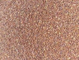 Szarvaskerep mag eladó postai utánvéttel