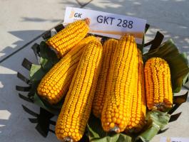 Kukorica vetőmag a Gabonakutatótól | GKT 288 | Igen korai | FAO 290 | Szemes kukorica