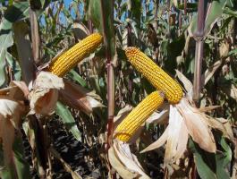 Kukorica vetőmag a Gabonakutatótól | Sarolta | Igen korai | FAO 290 | szemes kukorica