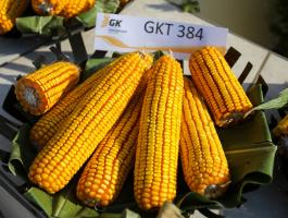 Kukorica vetőmag a Gabonakutatótól | GKT 384 | korai érésű | FAO 380 | szemes kukorica
