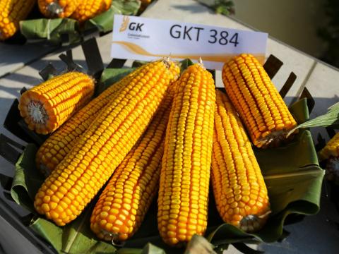 Kukorica vetőmag a Gabonakutatótól | GKT 384 | korai érésű | FAO 380 | szemes kukorica Kukorica vetőmag a Gabonakutatótól | GKT 384 | korai érésű | FAO 380 | szemes kukorica