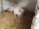 Szőke mangalica malac