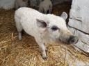 Szőke mangalica malac