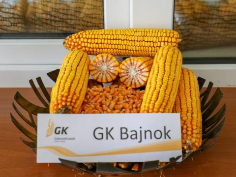 Kukorica vetőmag a Gabonakutatótól – GK Bajnok, korai érésű, FAO 390, szemes kukorica Kukorica vetőmag a Gabonakutatótól – GK Bajnok, korai érésű, FAO 390, szemes kukorica