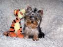 Törzskönyves minőségi Yorkshire Terrier kölykök