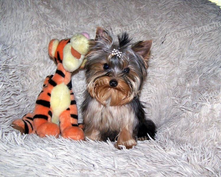 Törzskönyves minőségi Yorkshire Terrier kölykök