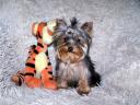 Törzskönyves minőségi Yorkshire Terrier kölykök