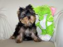Törzskönyves minőségi Yorkshire Terrier kölykök