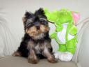 Törzskönyves minőségi Yorkshire Terrier kölykök