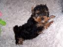 Törzskönyves minőségi Yorkshire Terrier kölykök