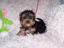 Törzskönyves minőségi Yorkshire Terrier kölykök