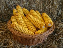 Kukorica vetőmag a Gabonakutatótól | Kenéz DUO | középérésű | FAO 410 | szemes kukorica