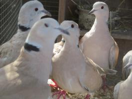 Kacagó gerle rőpdei tartásúak eladók! Szállításban segítek Siófok
