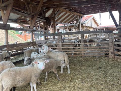 Bárány jerkék tenyésztési célra, kosok továbbtartásra eladók Bárány jerkék tenyésztési célra, kosok továbbtartásra eladók