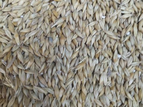 Őszi árpa nagy tételben eladó