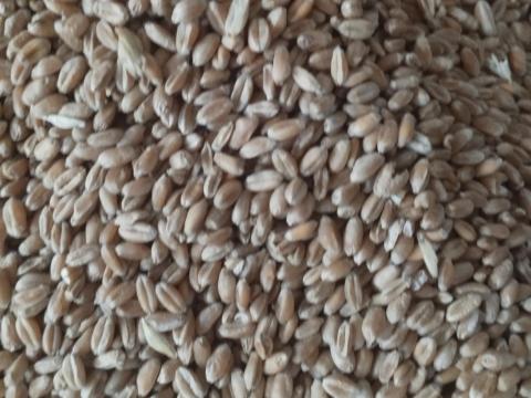 Búza nagy tételben eladó