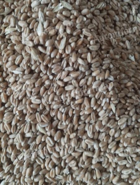 Búza nagy tételben eladó