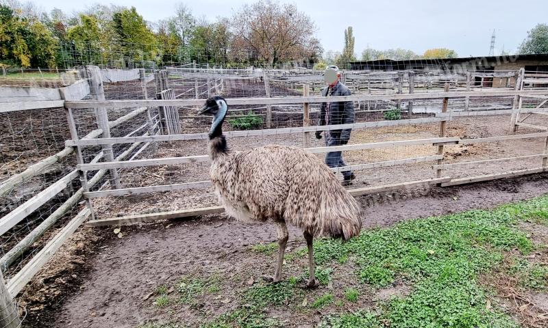 Emu tojó eladó